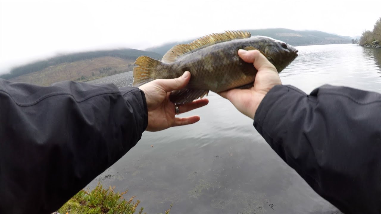 Wrasse on the drop shot at Loch Long - Arrochar - Sea Fishing Scotland