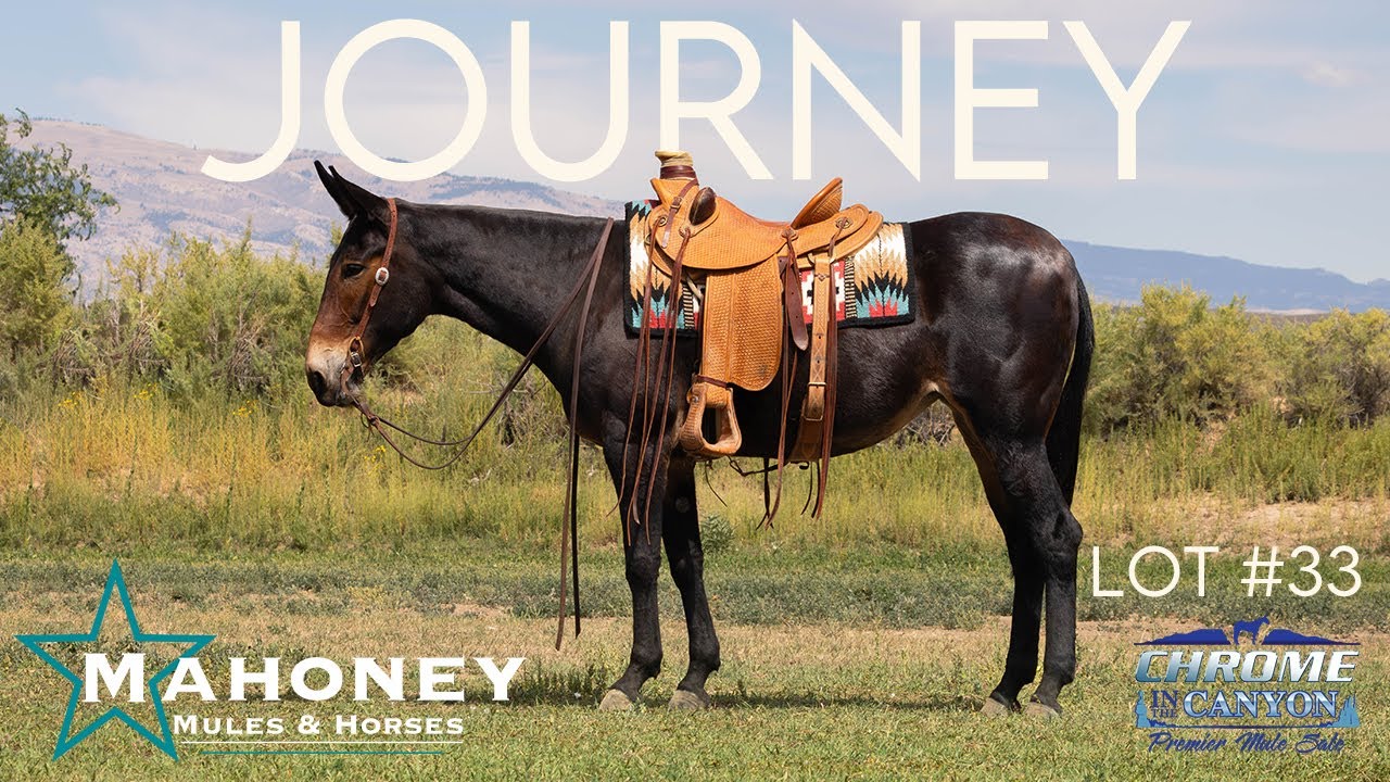 Journey - Lot #33 - Chrome in the Canyon Premier Mule Sale - Presented by Mahoney Mules and Horses