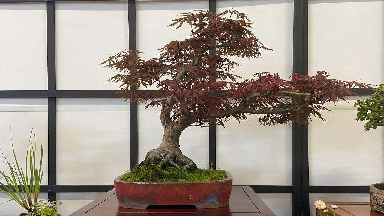 Bonsai Society of Australia Annual Exhibition. Early Spring 2023.