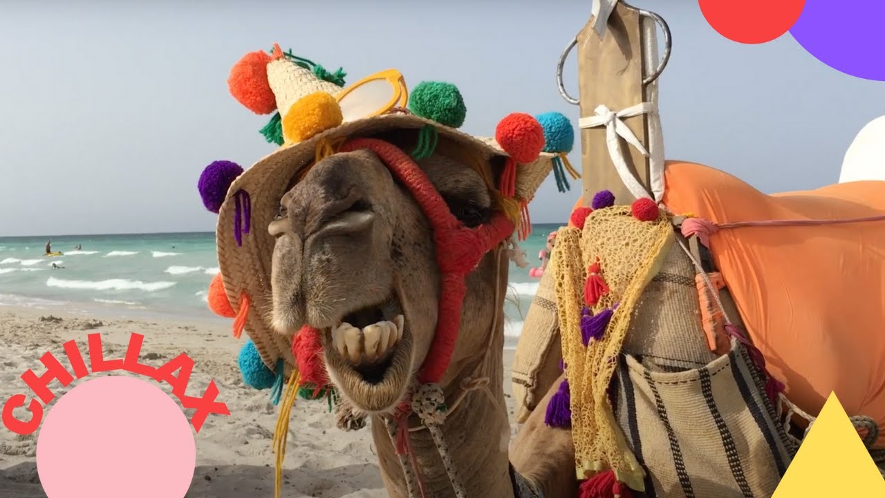 Camels in Traditional Berber Hats at Caribbean World Thalasso Beach, Djerba Tunisia
