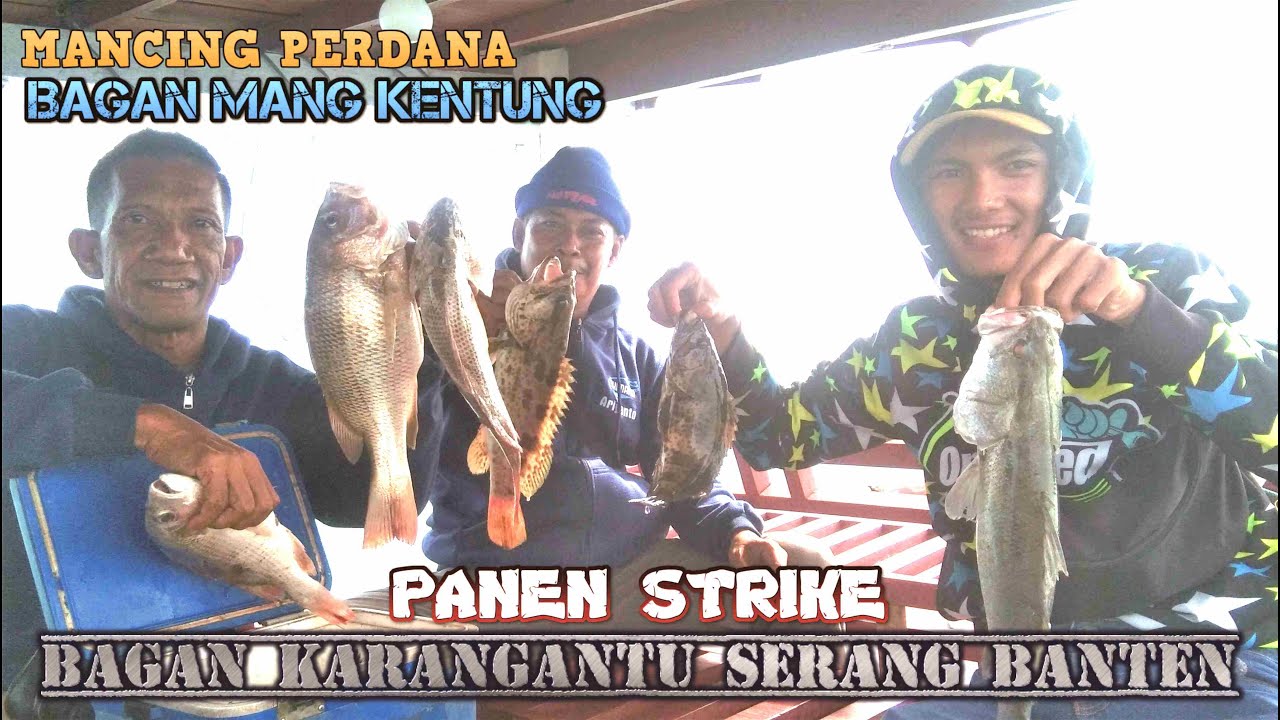 Panen Strike Perdana Mancing  di Bagan Mang Kentung Karangantu Serang Banten