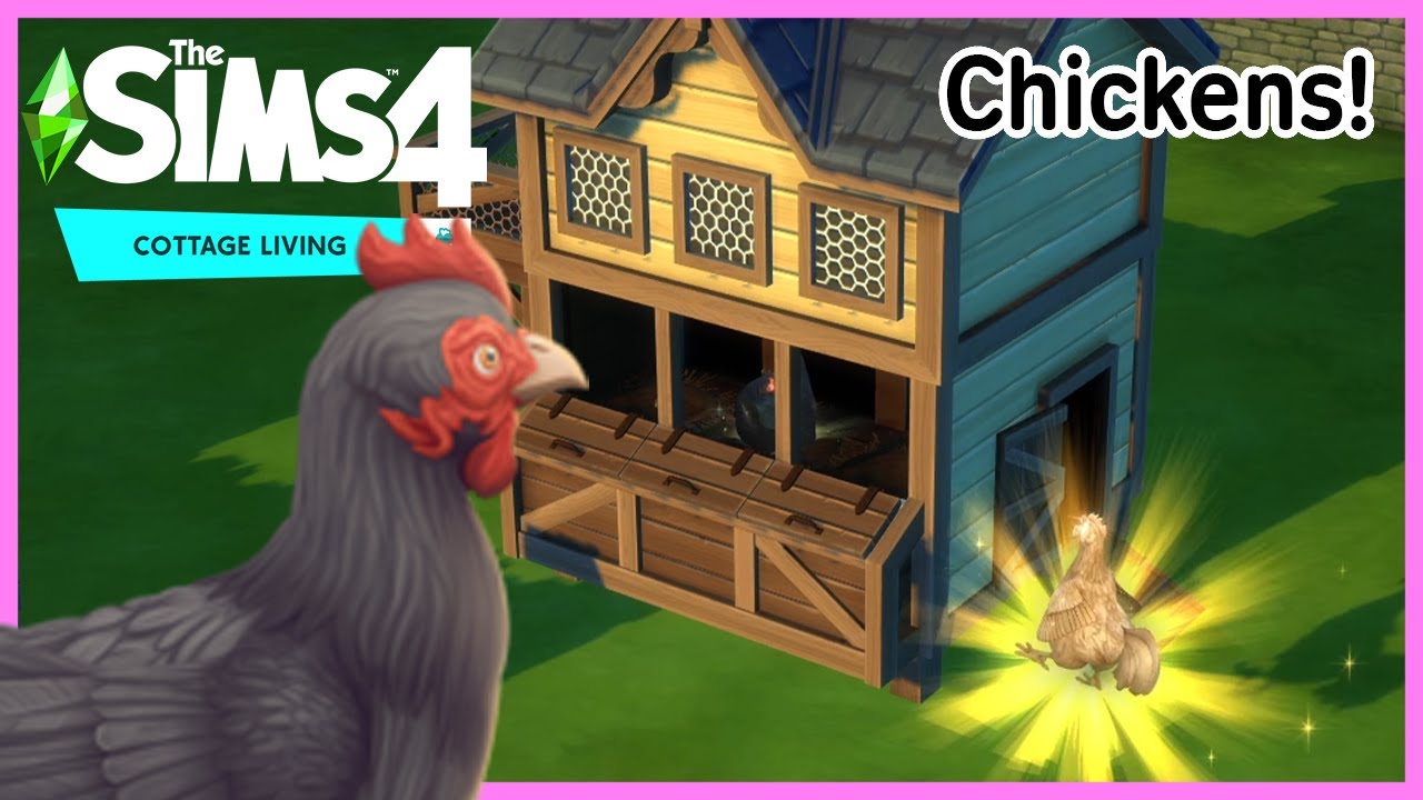 The Sims 4 КУРИЦЫ — Всё, что вам нужно знать [Жизнь в коттедже]