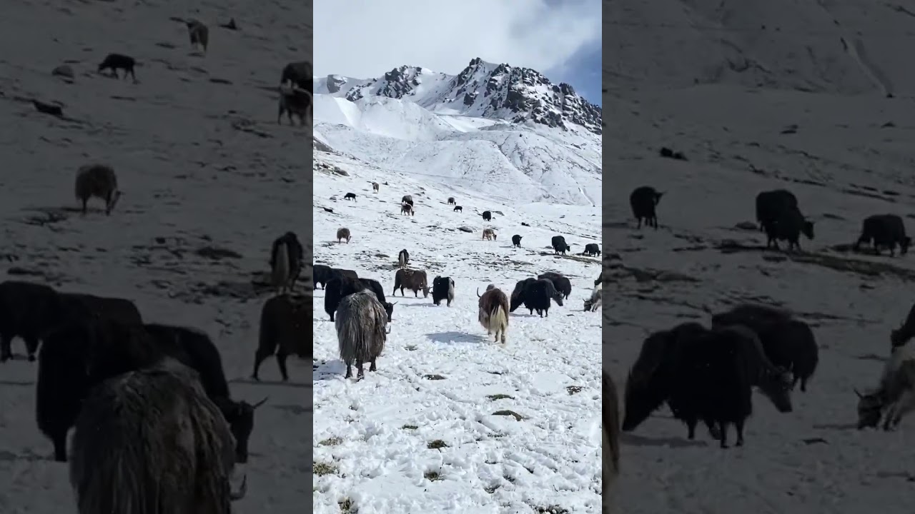 Himalayan yak china Pakistan border #yak #himalayan #animals #viral #travel #wildlife