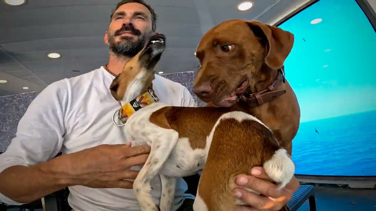 S5D14 - Grimaldi Lines Ferry from BCN to CIV || Camarote Canine