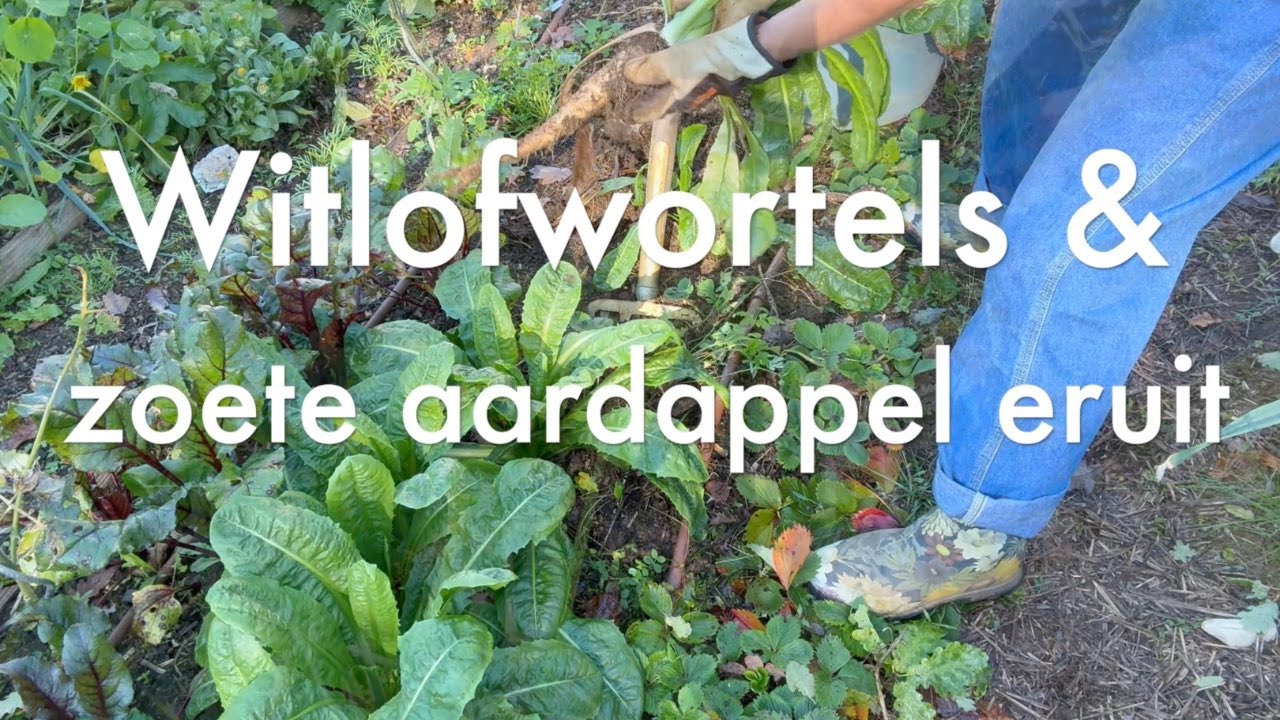 Ini's Moestuin #258 Witlofwortels en zoete aardappel oogsten & kan tomatenblad tóch op de compost?