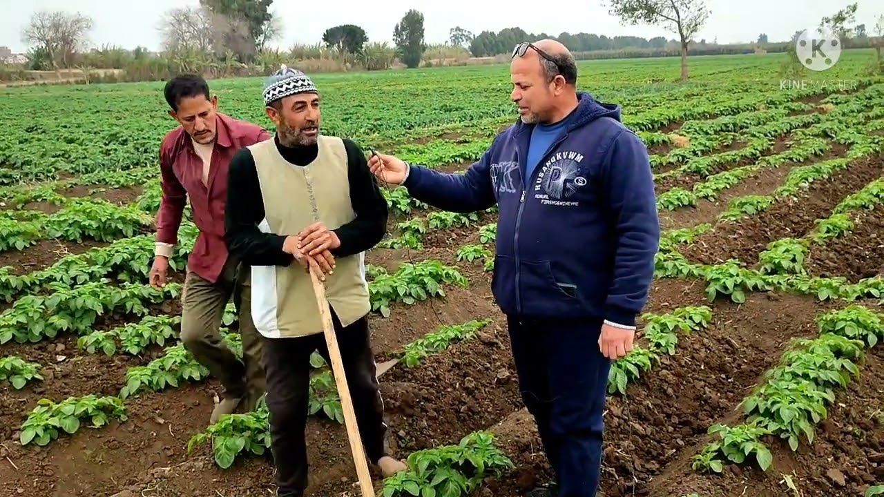 لقاء مع احد الفلاحين اثناء عزيق ارض البطاطس الكارا وبعض النصائح من الحاج احمد ابو إسماعيل
