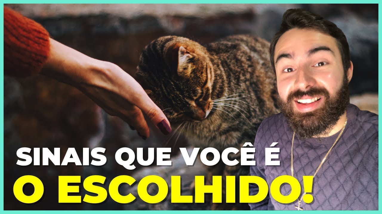 15 Sinais Que Seu Gato Te Considera Sua Mãe!