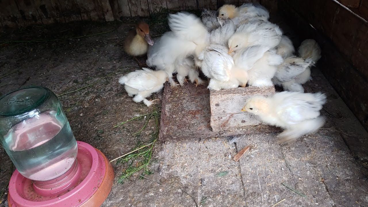 Чи даємо ми  ПРЕМІКС  курчатам .?? / ПТАХІВНИЦТВО.