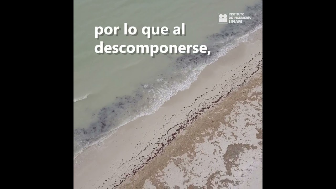 Video monitoreo del sargazo en Puerto Morelos