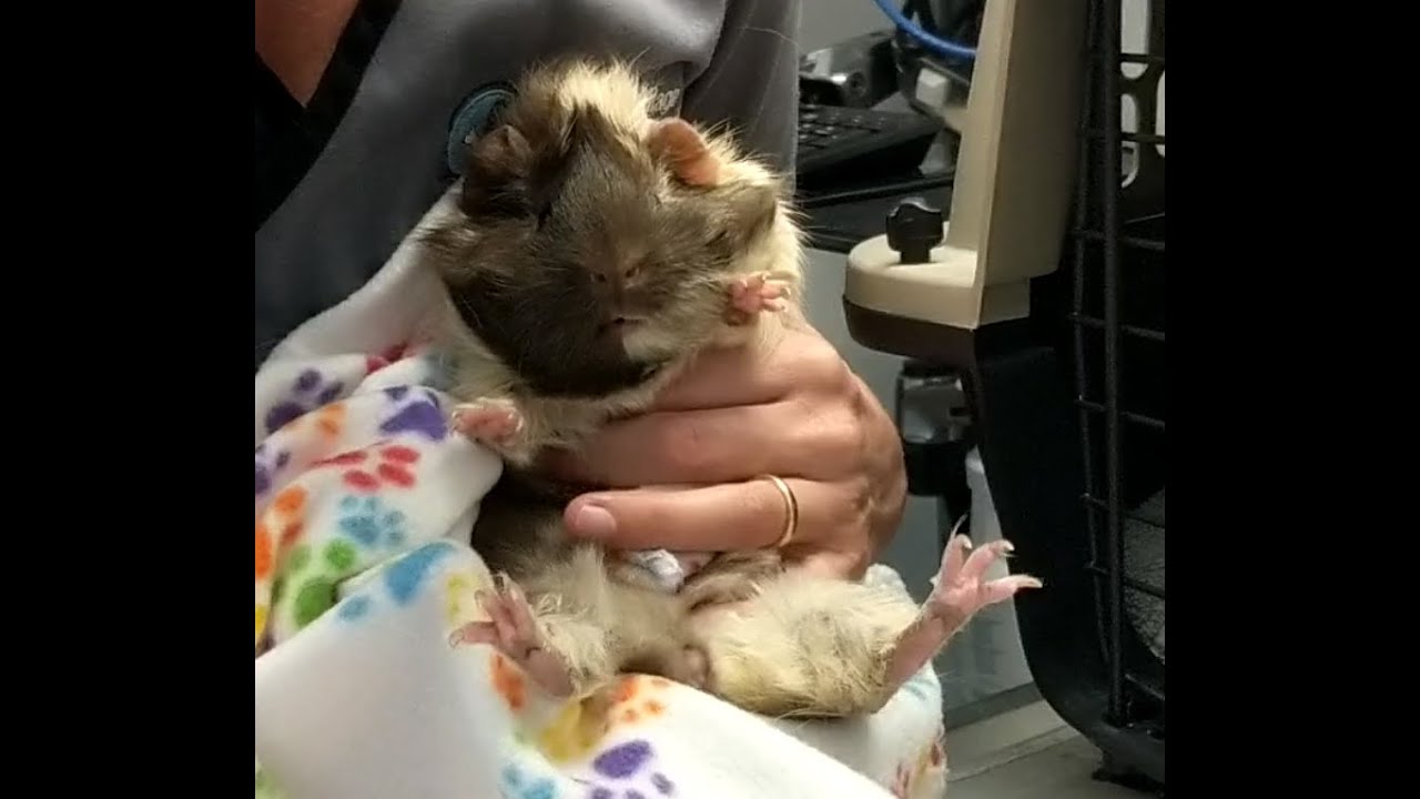 Guinea pig crying at the vet