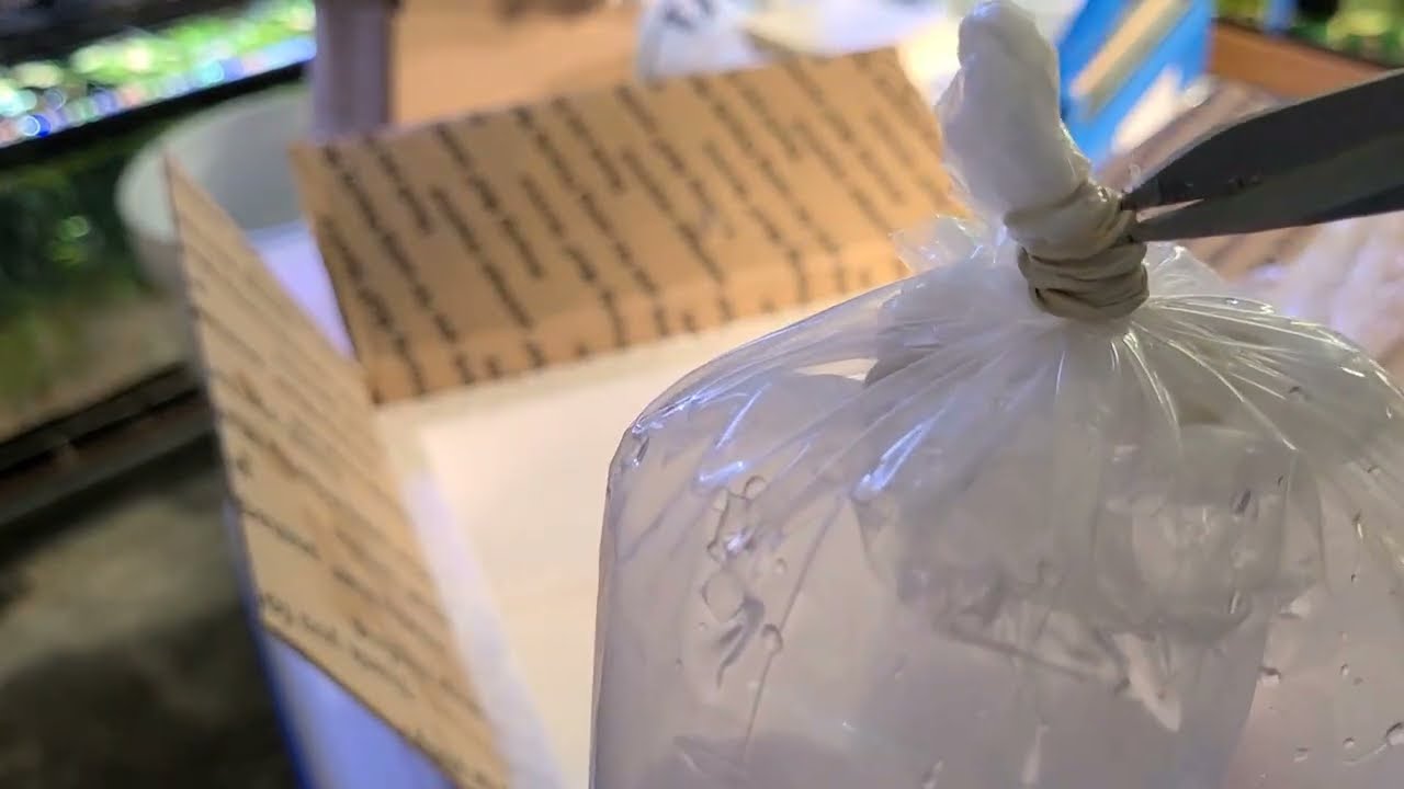 Cheryl Orange Venezuelan Corydoras Unboxing