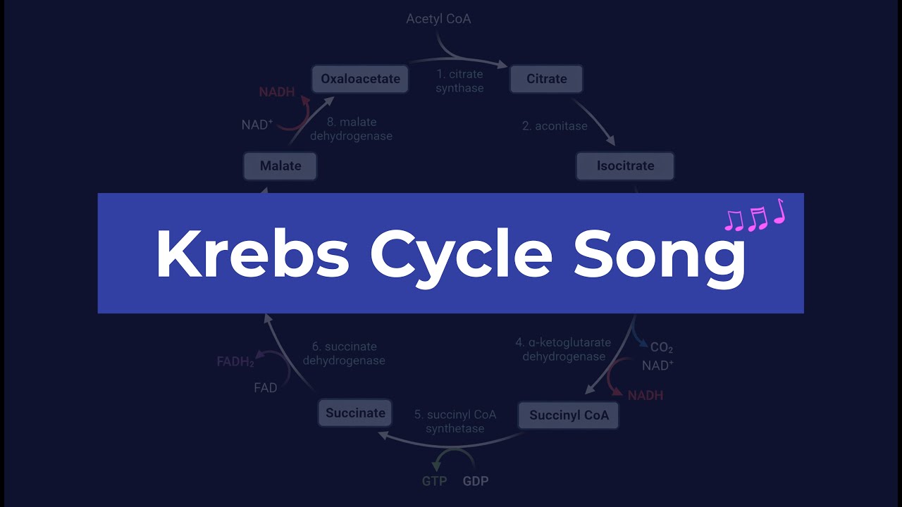 Krebs Cycle Song | The Citric Acid Cycle (TCA) Song | Biology Mnemonics | MCAT, AP Bio, NEET, NCLEX