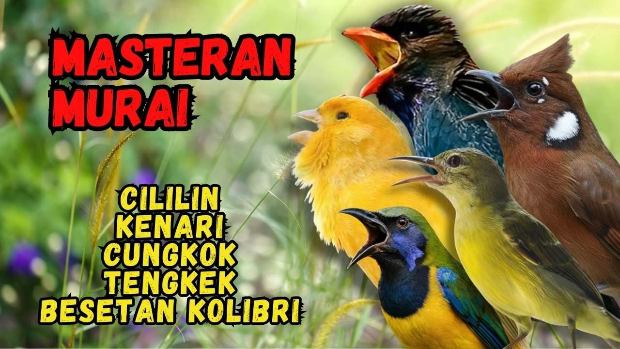 Masteran Murai Isian Cililin, Kenari, Cungkok, Tengkek, Besetan Kolibri