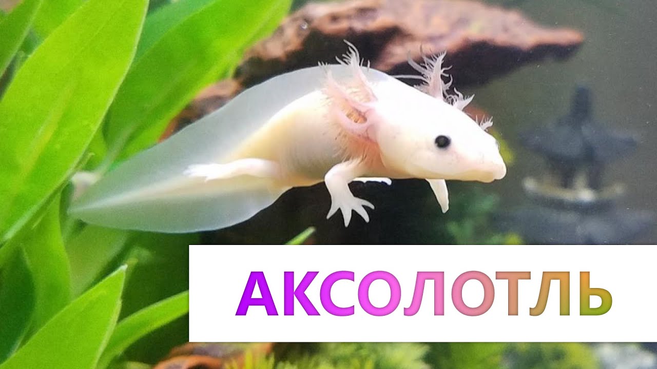 Аксолотль - Содержание и лечение