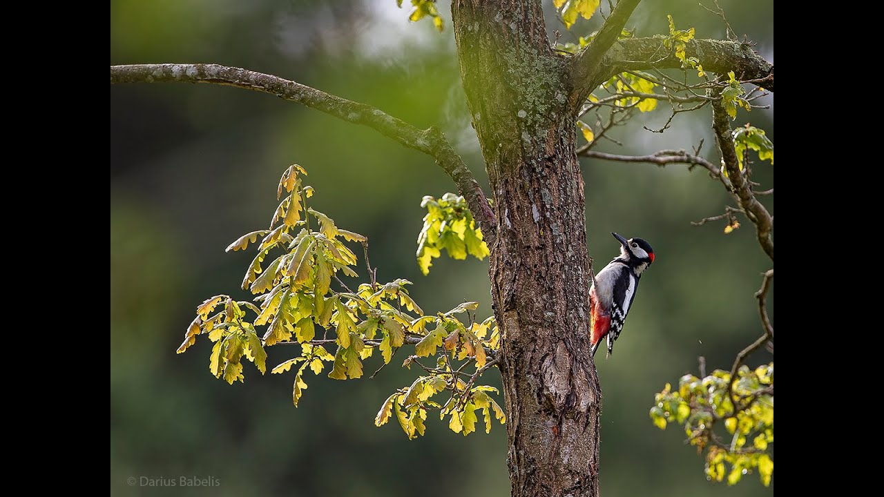 Didysis margasis genys (Dendrocopos major)