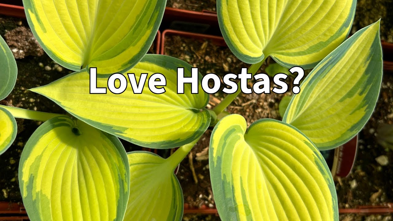 Hostas Galore for Spring!