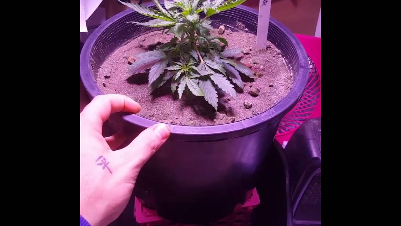 Perfect Sun MINI day 14 auto ultimate