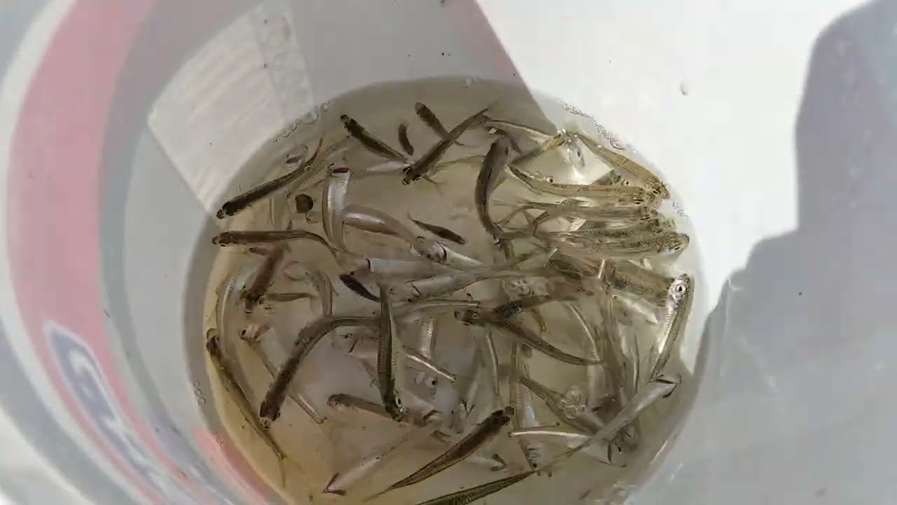 صيد الاسماك اسهل طريقه لصيد البساريا احسن طعوم للاسماك #الان #fishing #