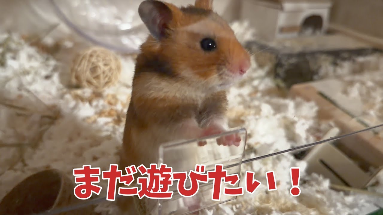 サンタの番なのに必死にアピールするレイが可愛すぎた【ハムスター部屋んぽ】