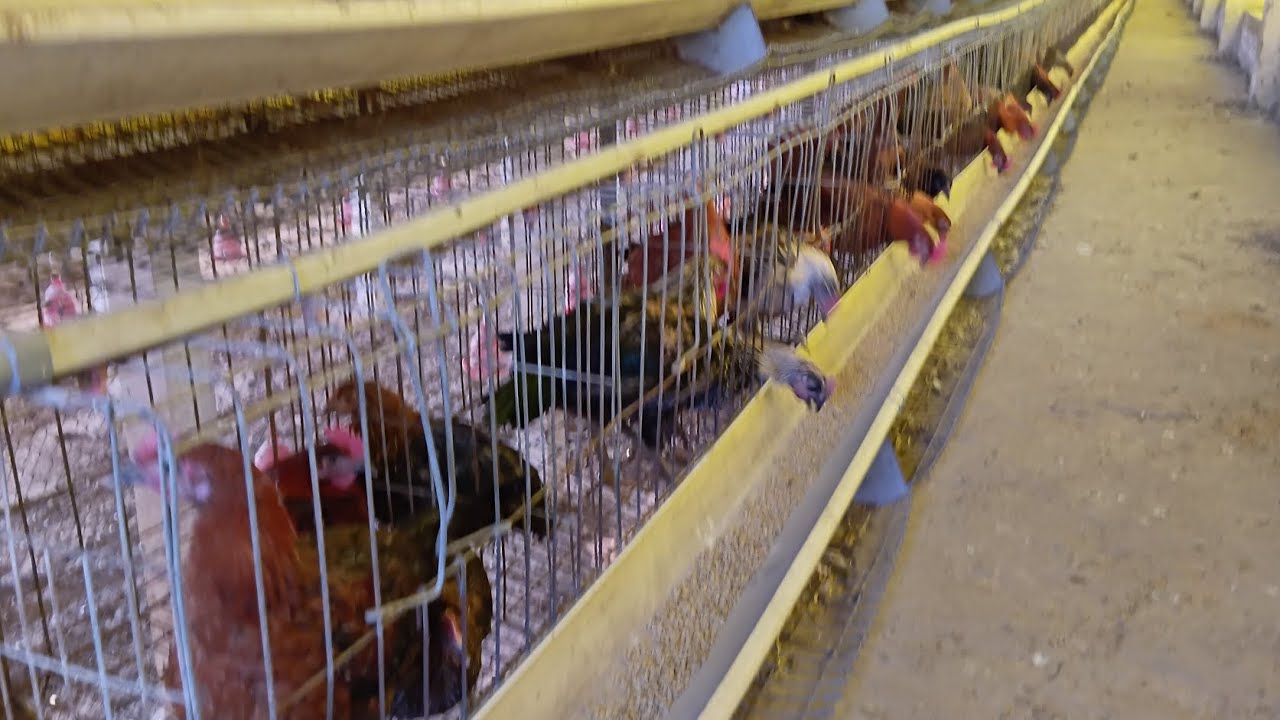 Layerfarm 