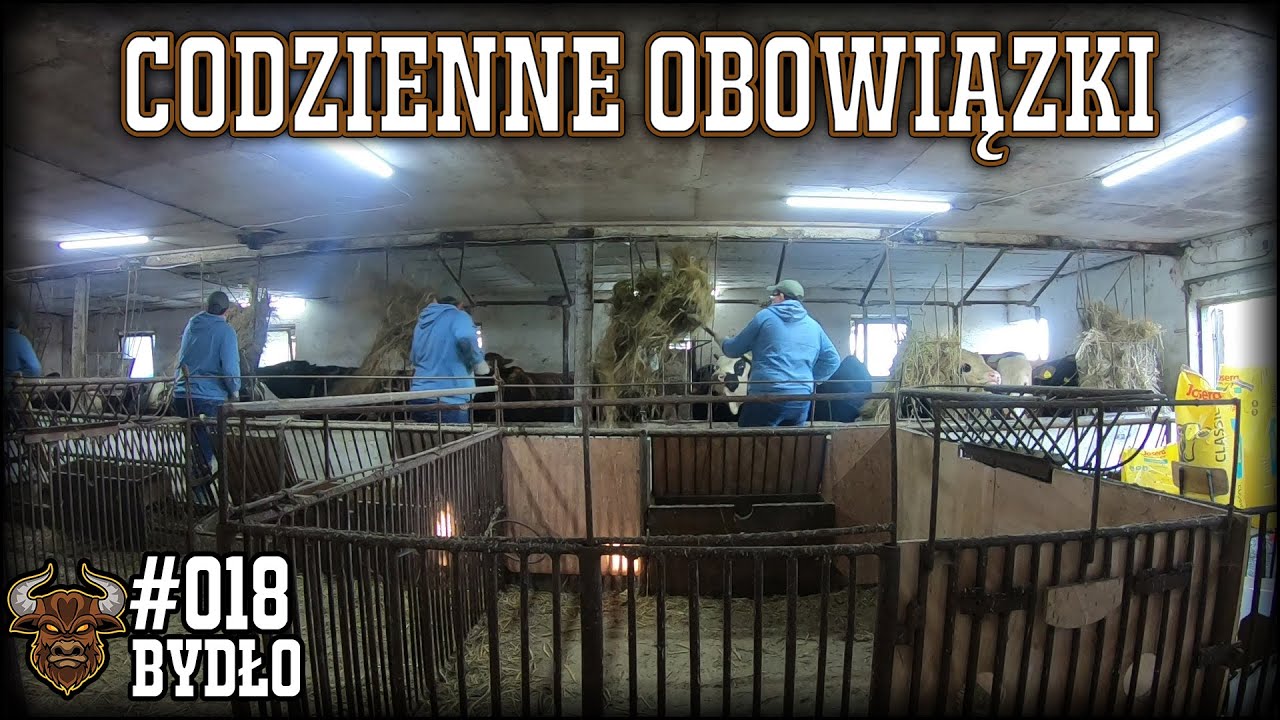 #18 Bydło opasowe - 
