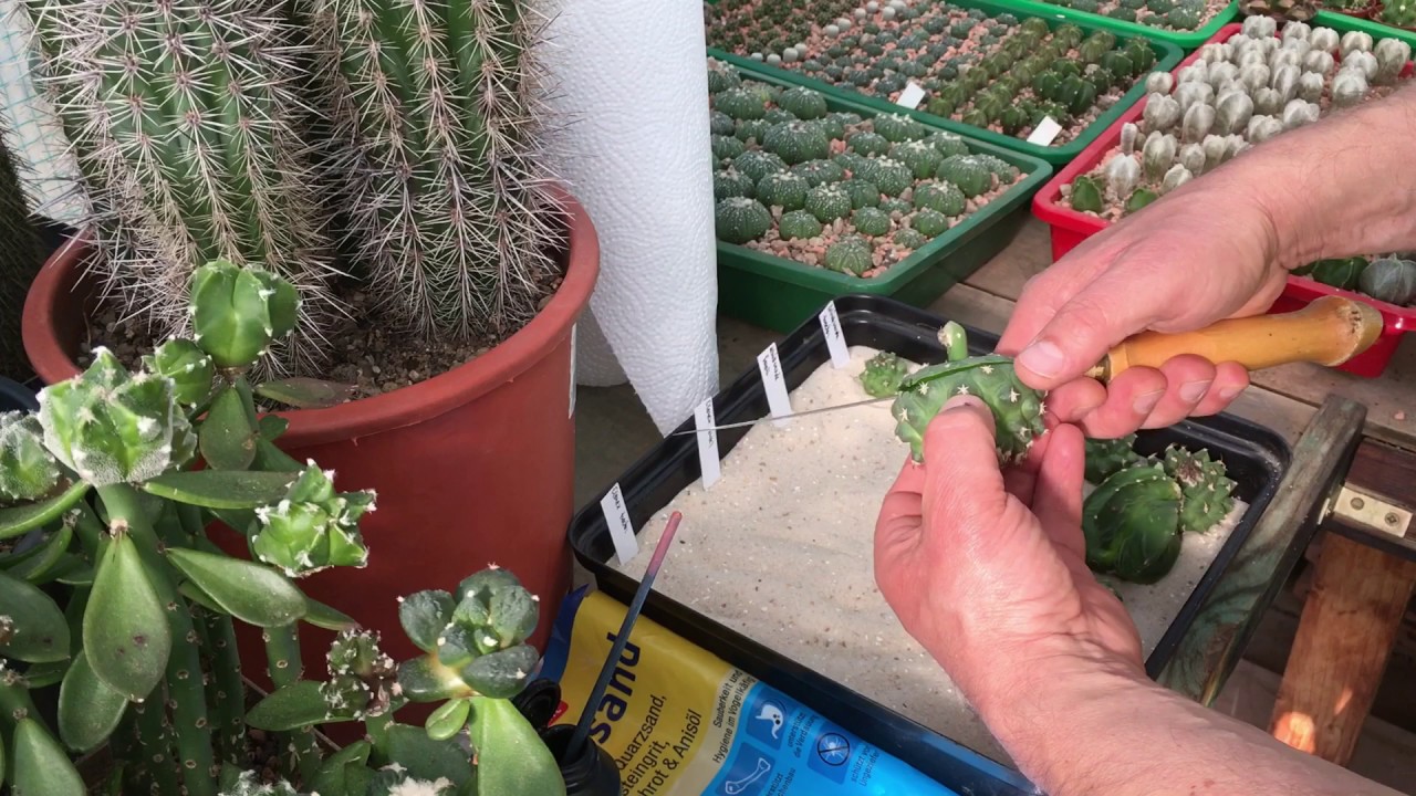 Turbinicarpus, Astrophytum, Ariocarpus Stecklinge bewurzeln. Clonex und Vogelsand