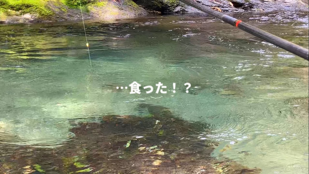 渓流餌釣りは増水後がチャンス。高活性のアマゴを提灯釣りで釣る