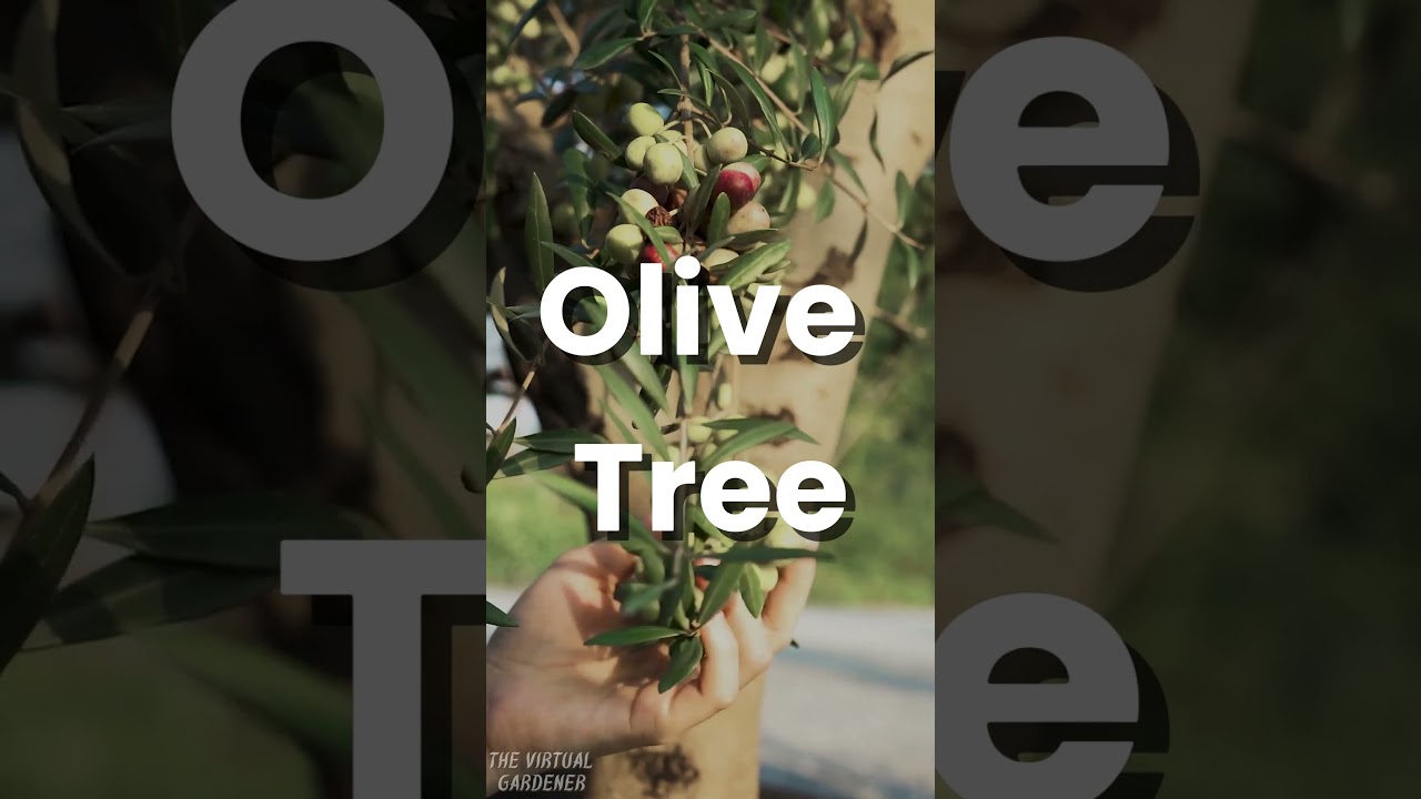 5 fruit trees to grow in pots