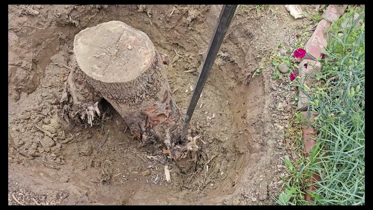 Tree Removal Part 2!