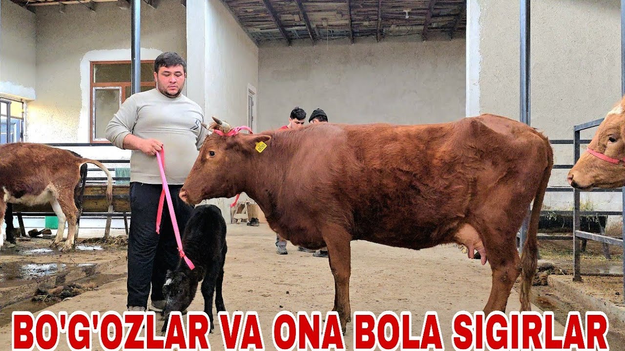 Ramziddin akadan yangi partiya bo'g'ozlar va ona bola sigirlarni zo'rlari 25февраля 2026 г.