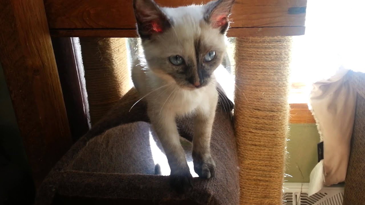 Introducing Bird, the tortie point Siamese kitten