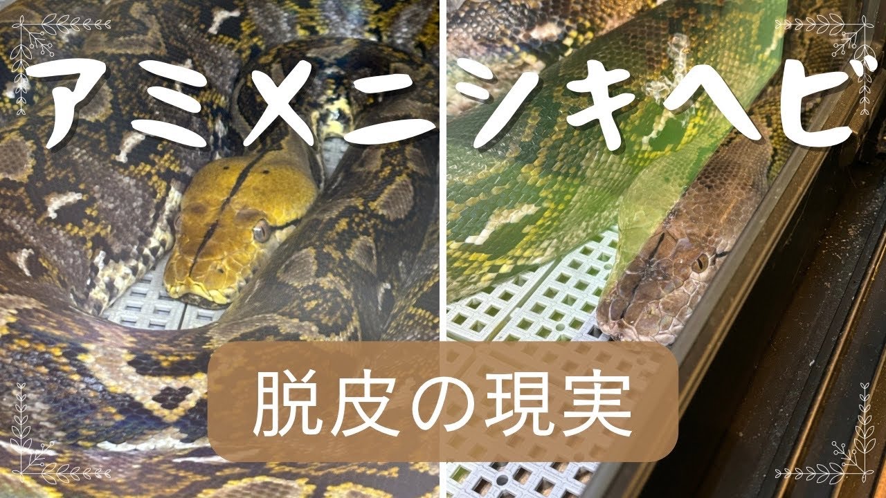 アミメニシキヘビの脱皮の現実🐍#アミメニシキヘビ#レティック#ニシキヘビ#蛇#ヘビ#爬虫類#爬虫類のいる生活#爬虫類カフェ