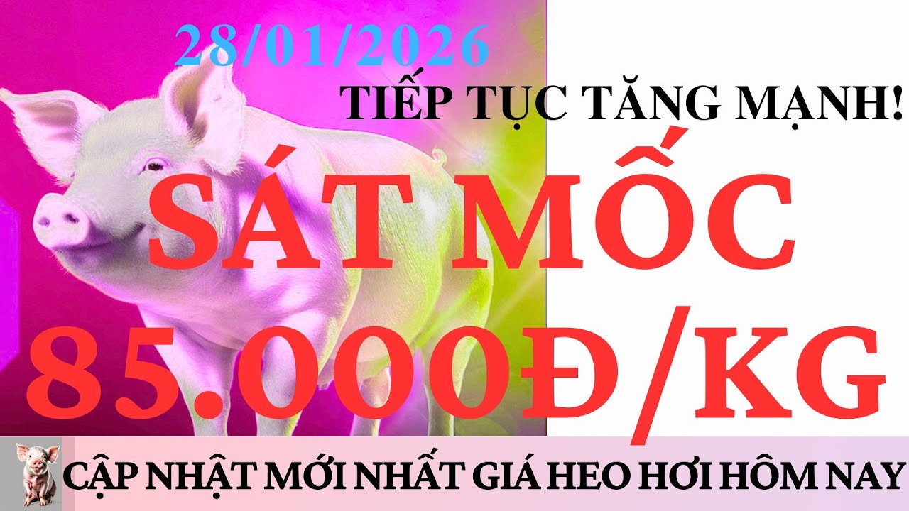 Giá Heo Hơi 28/1/2026: TIẾP TỤC TĂNG MẠNH, SÁT MỐC 85.000 ĐỒNG/KG