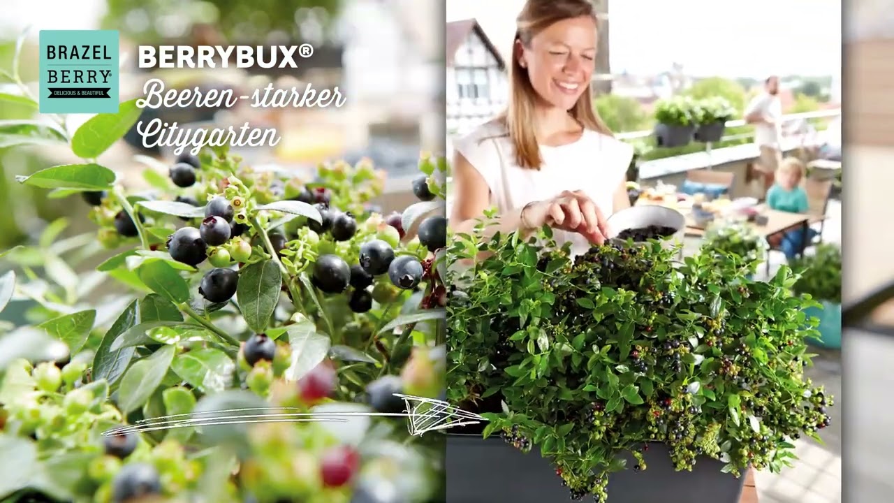 Brazel Berry Familie - Leckeres Beerenobst