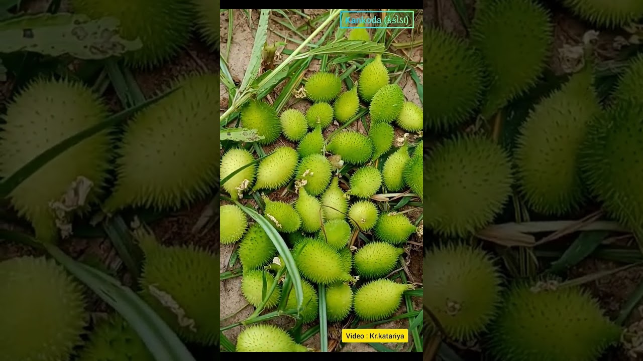 #kantola #kankoda #viralvideo #villagelife #travel  #photography #travel #food #funny
