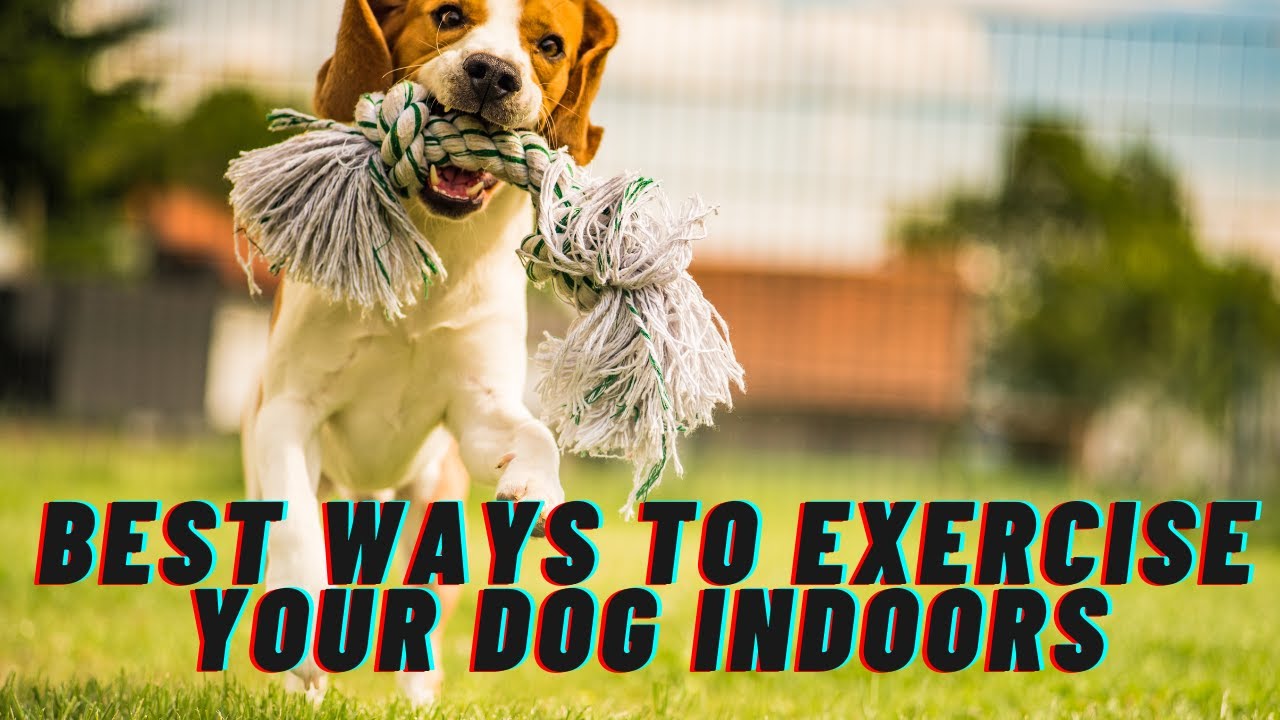 The Best Ways to Exercise Your Dog Indoors
