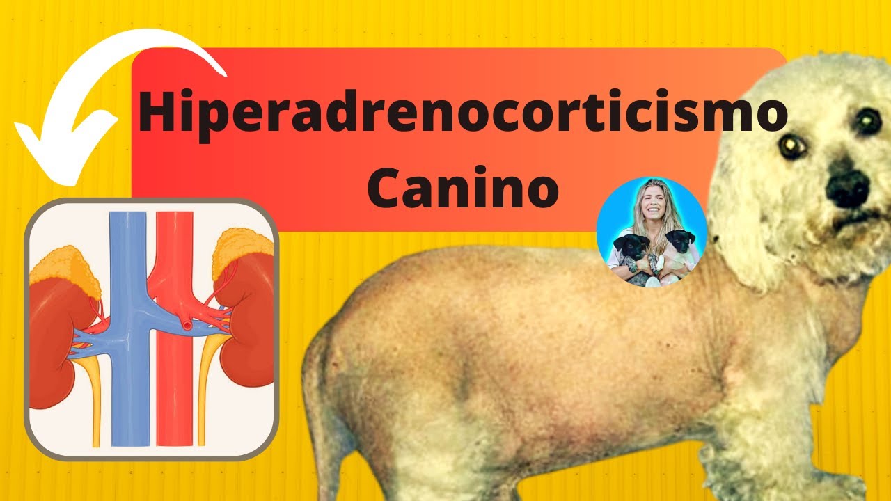 ➡️Hiperadrenocorticismo em cães: fisiopatogenia, causas, sinais clínicos, diagnóstico e tratamento
