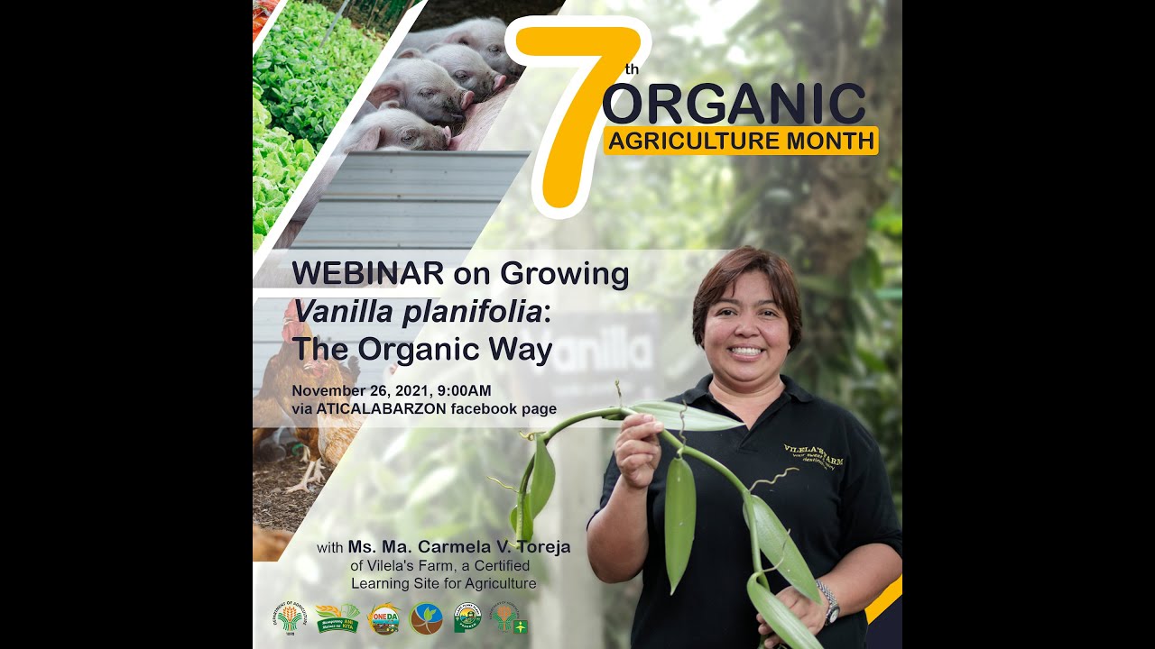 Growing 𝘝𝘢𝘯𝘪𝘭𝘭𝘢 𝘱𝘭𝘢𝘯𝘪𝘧𝘰𝘭𝘪𝘢: The Organic Way!