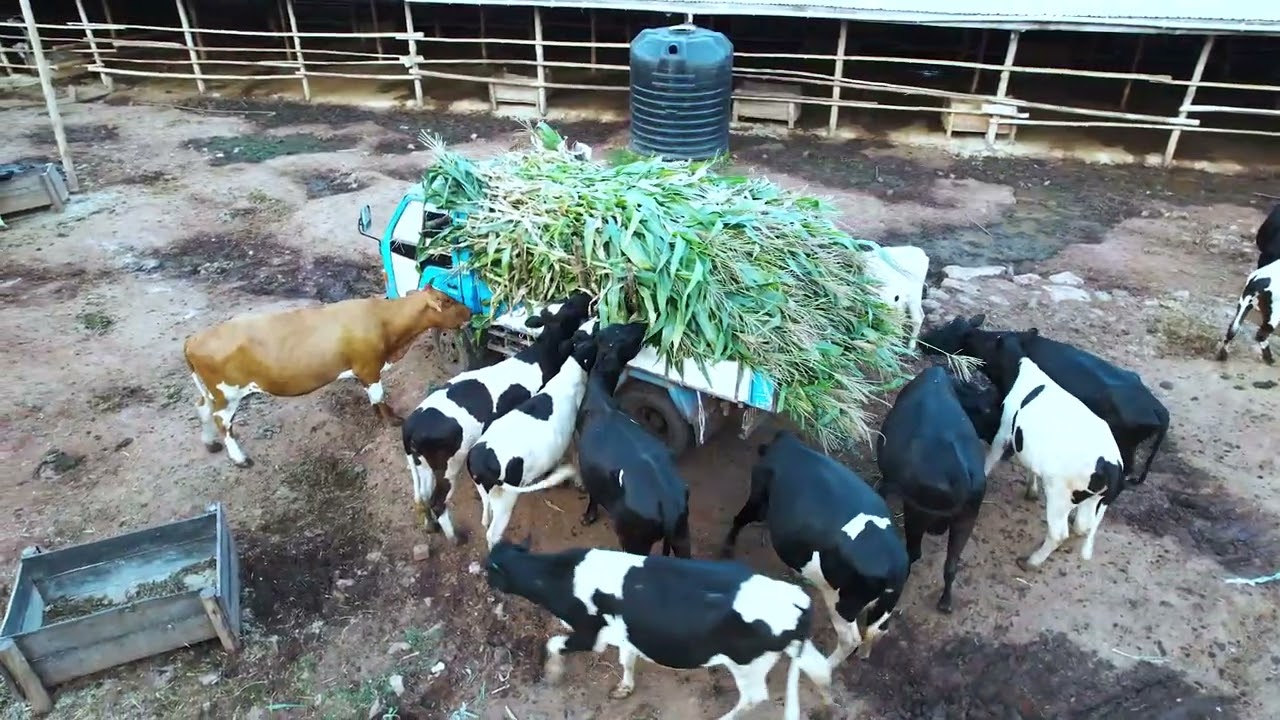 The art of making silage part 2