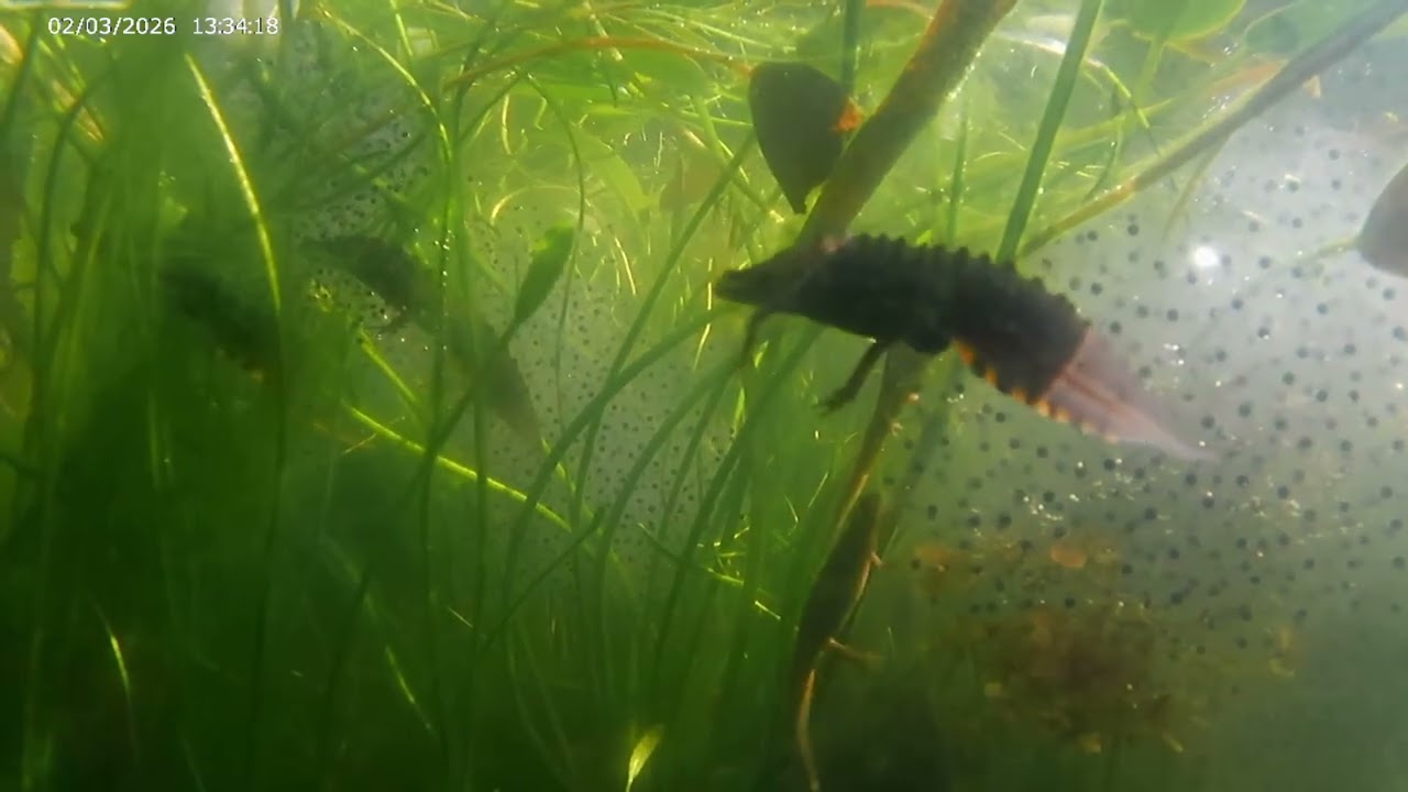 Frog and Newt watching