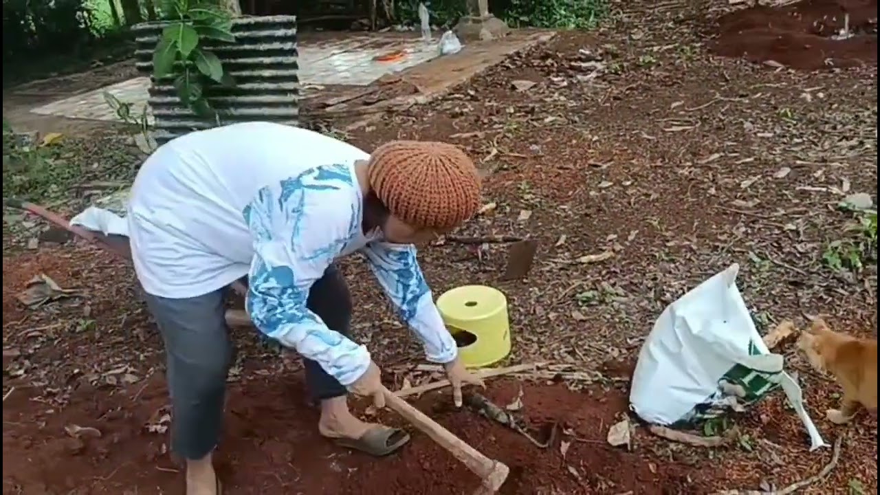 Yuk nanam Kelapa Kopyor