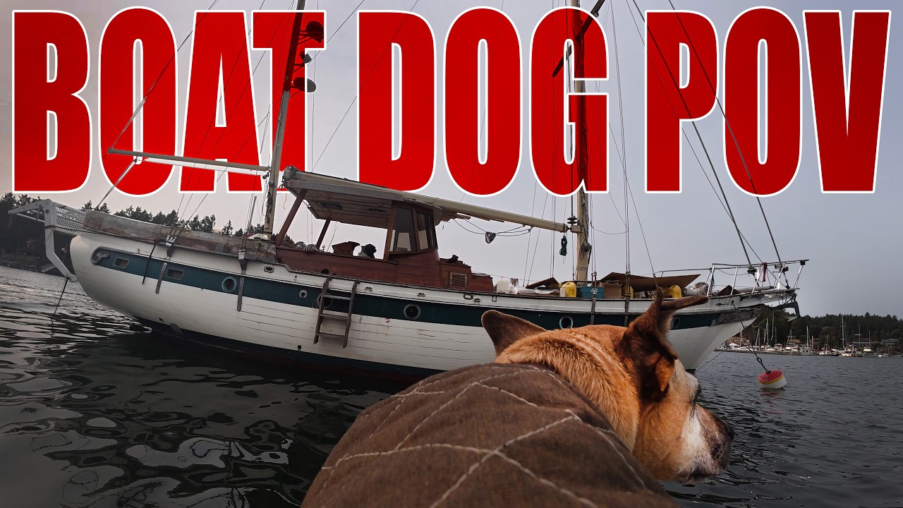 POV: A Day in the Life of a Liveaboard Boat Dog