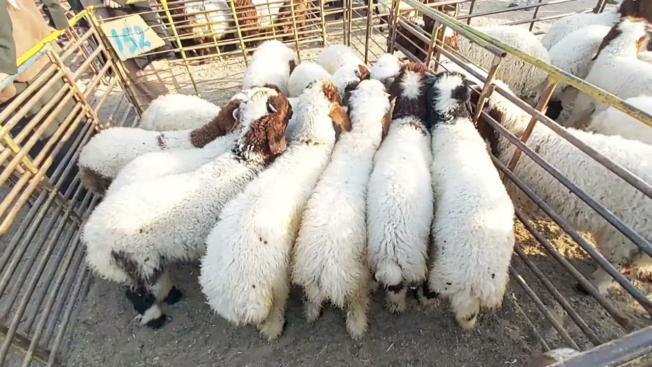 حفر الباطن/ تغطية حراج الاغنام صباح الخميس ١٠/٨/١٤٤٤