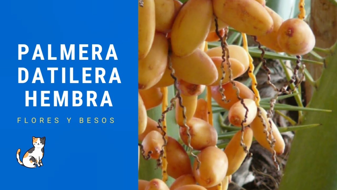 ¿SABÍAS QUE HAY PALMERAS MACHOS Y HEMBRAS? Te enseño cómo son las flores femeninas