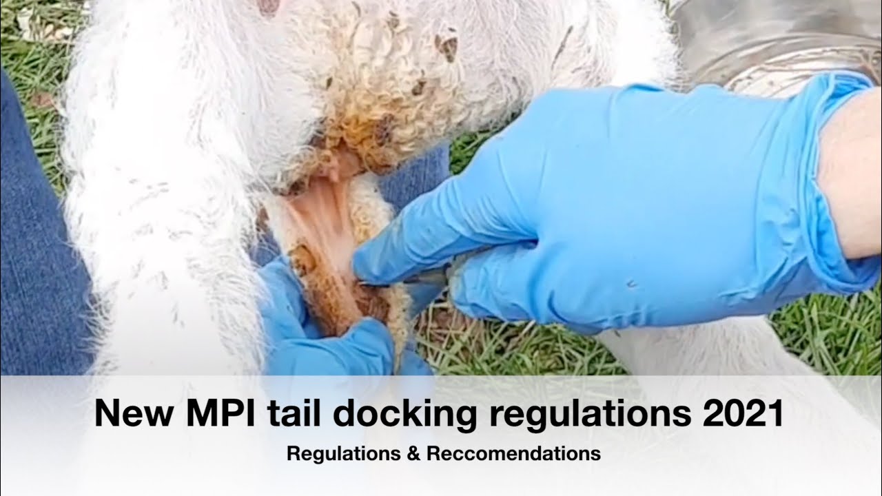 New Sheep Tail Docking Regulations 2021 | Sez the Vet