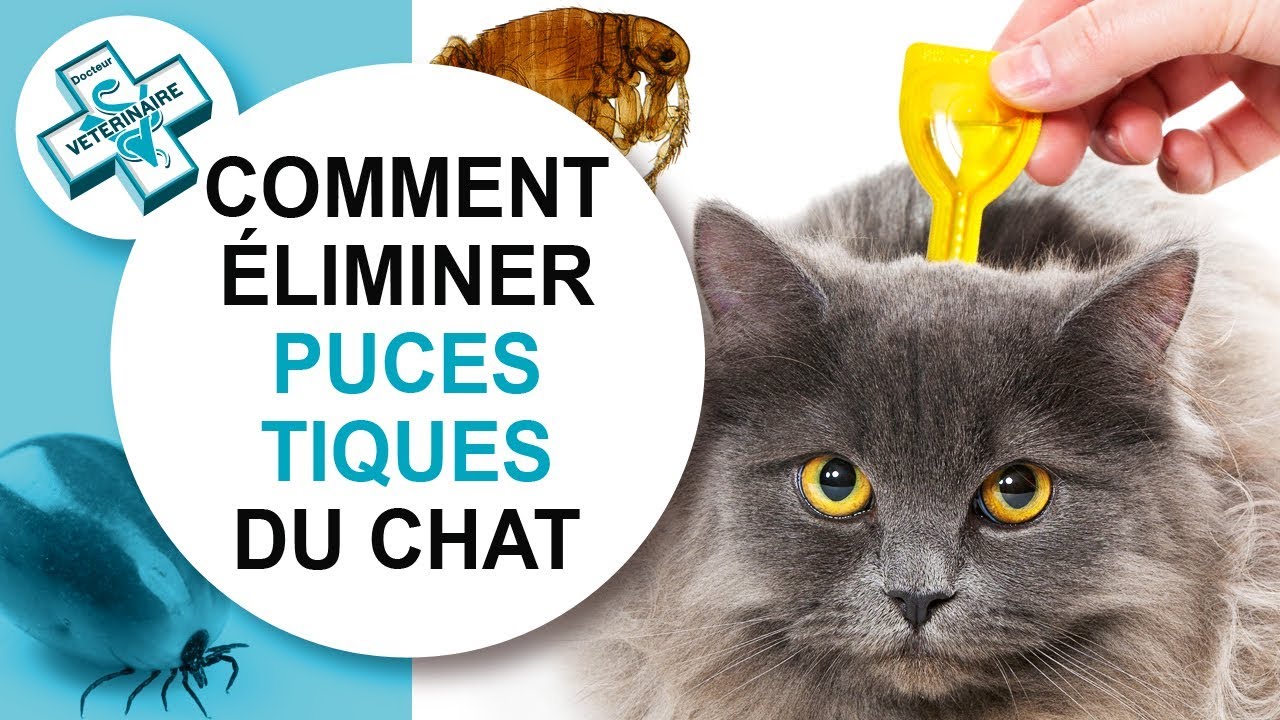 [Tuto véto] Comment éliminer puces et tiques du chat - Conseils vétérinaires