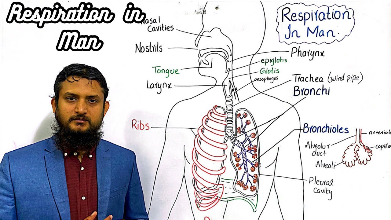 Respiration in man | Air passage way | Lungs