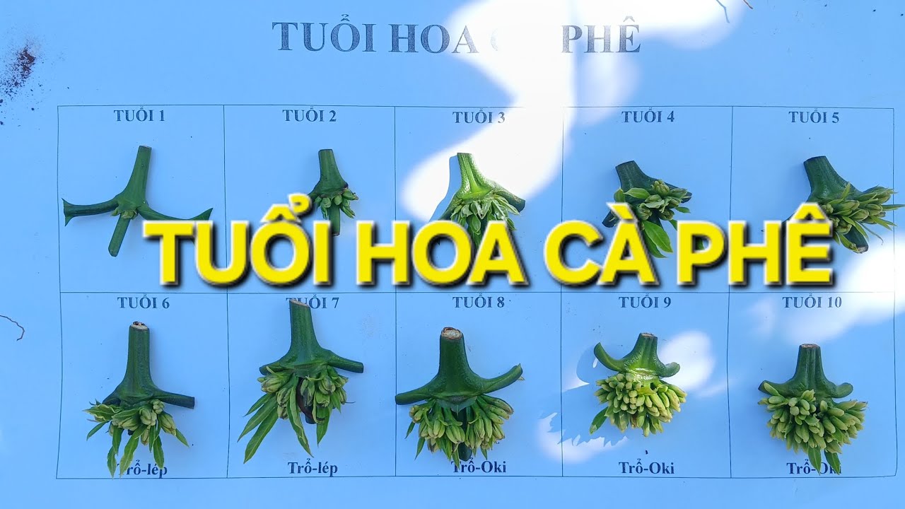 Hiểu về tuổi hoa cà phê, rất quang trọng để không bị bông cúc. MV Nhân Trí