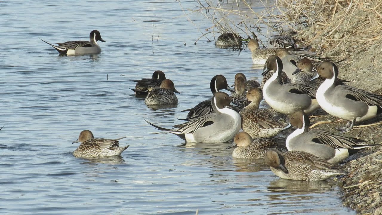オナガガモ(Northern pintail)鳴き声 January 11,2016