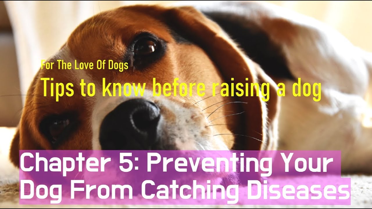 Tips to know before raising a dog, Chapter 5 Preventing Your Dog From Catching Diseases